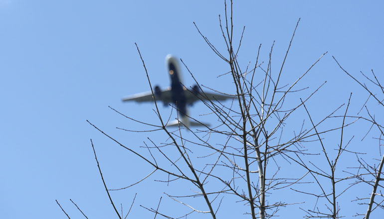 plane-tree