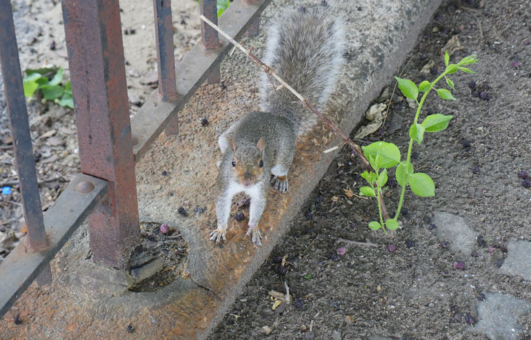 flower-squirrel