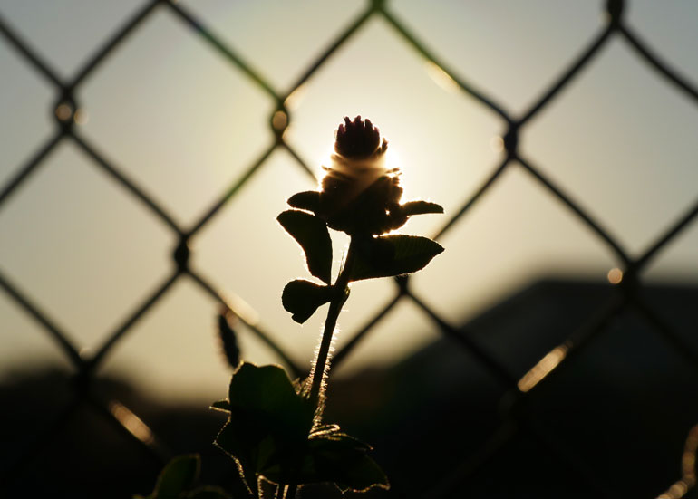 flower-sun