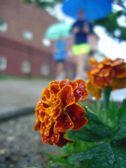 flower and runner