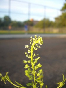 flower