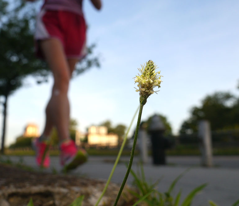 flower-nidhruvi2