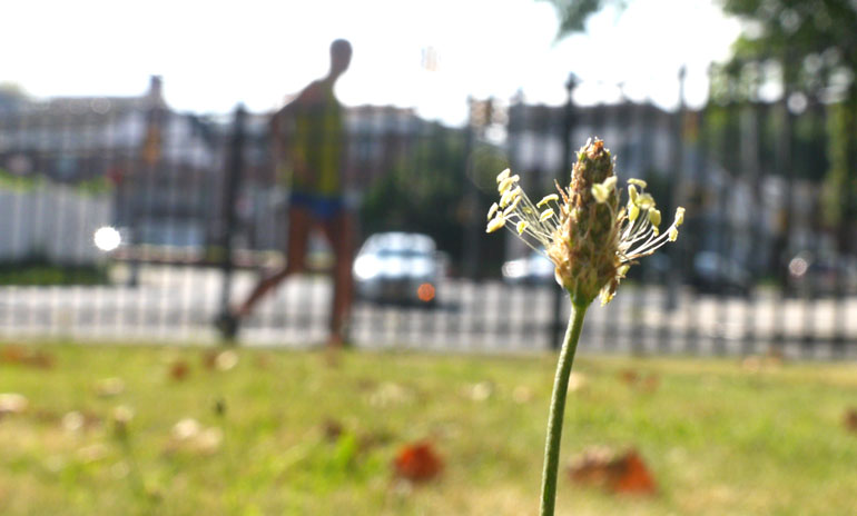 flower-pranjal