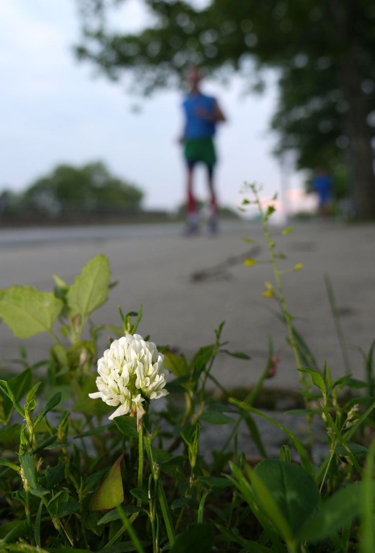 flower-baladev