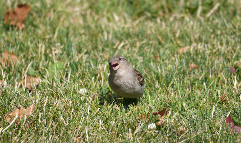 flower-bird2