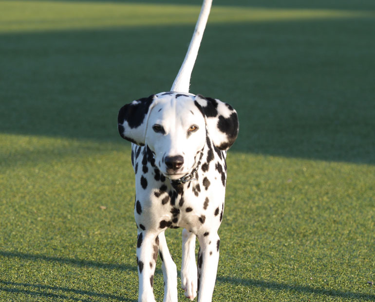 flower-dog