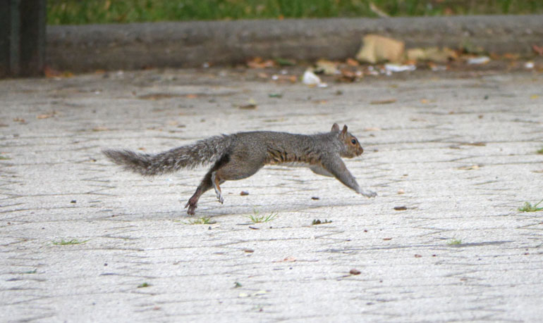 flower-squirrel