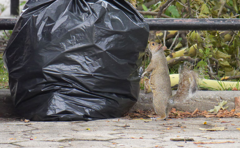 flower-squirrel