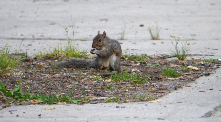 flower-squirrel2