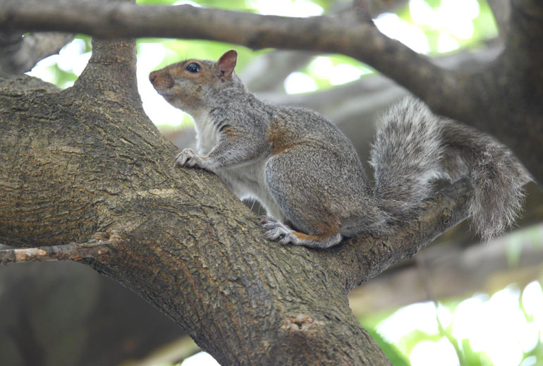 flower-squirrel