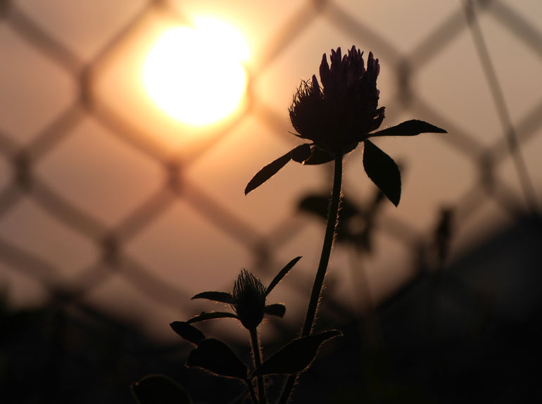 flower-sun2