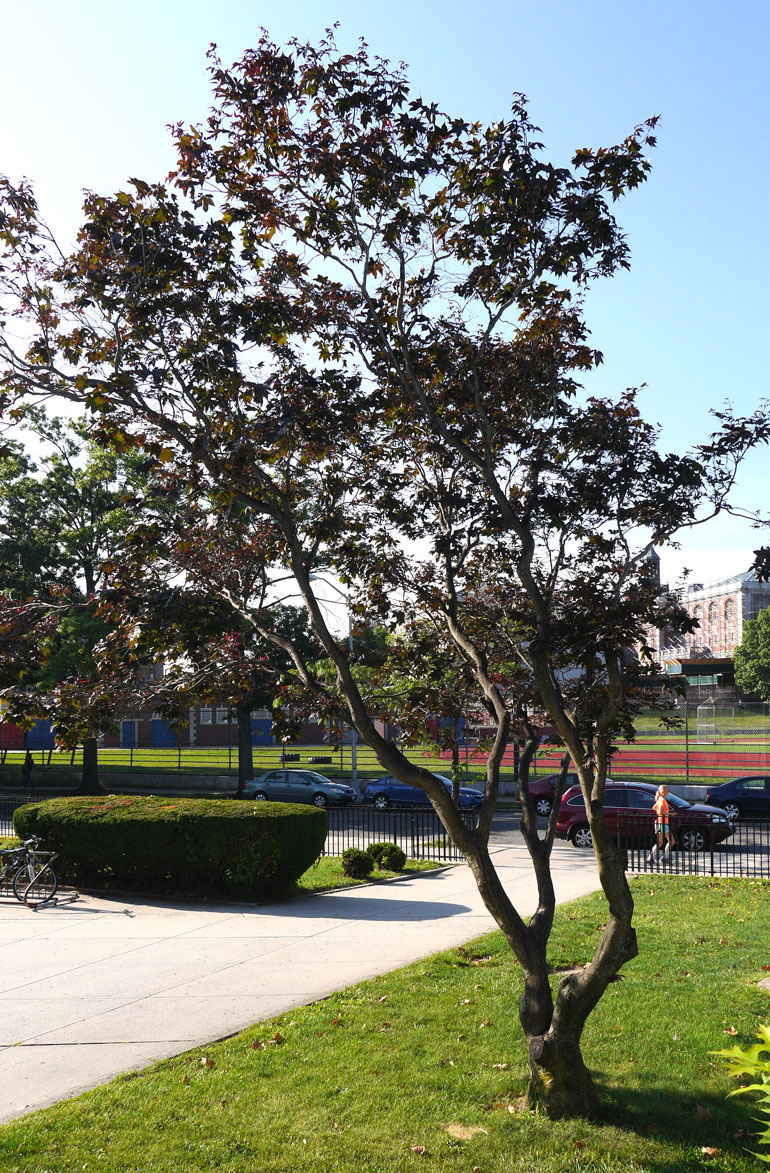 flower-tree