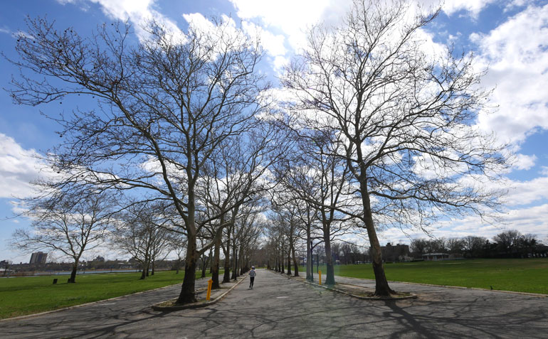 avenue-of-trees