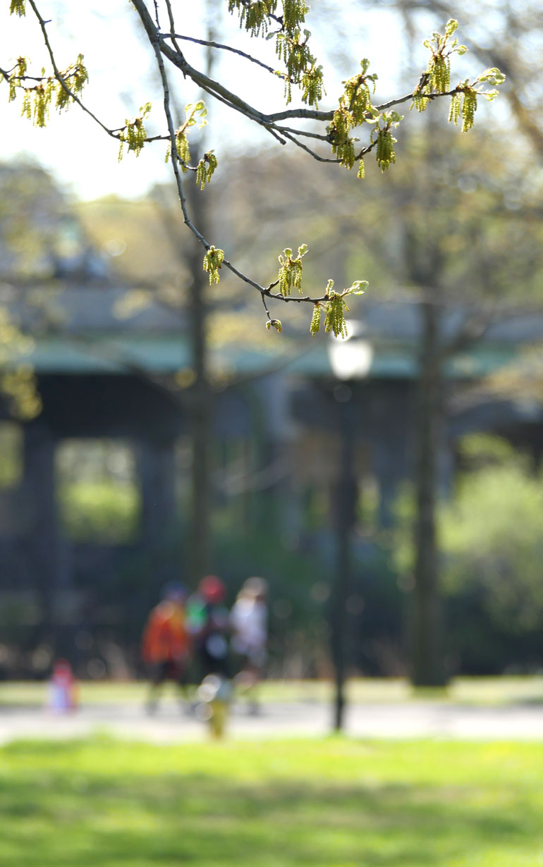 flower-tree2