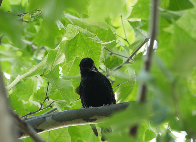 flower-bird