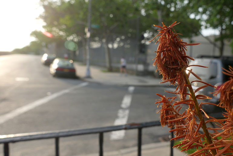 flower-corner