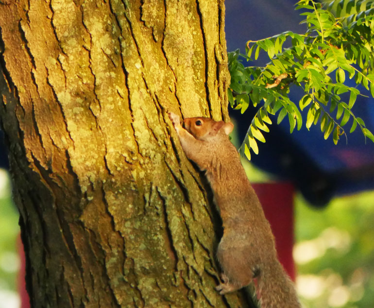 flower-squirrel2