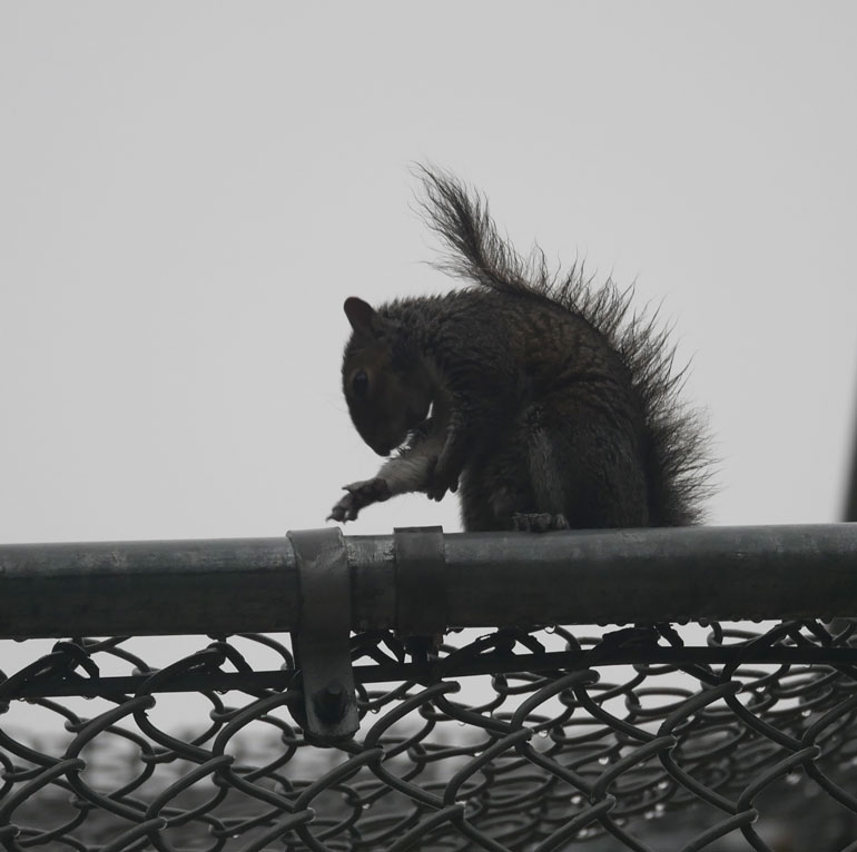 squirrel3