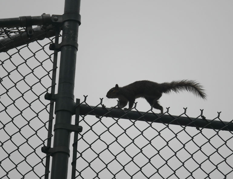 squirrel5
