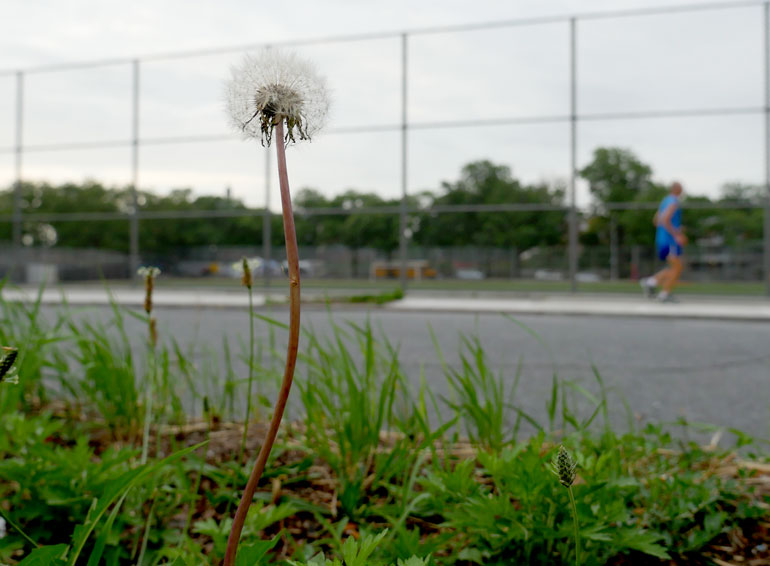 flower-baladev