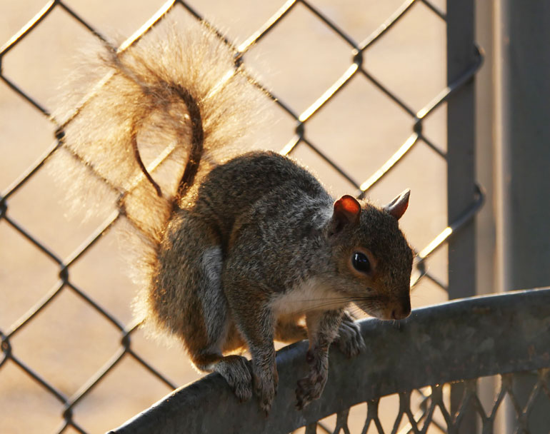 flower-squirrel2