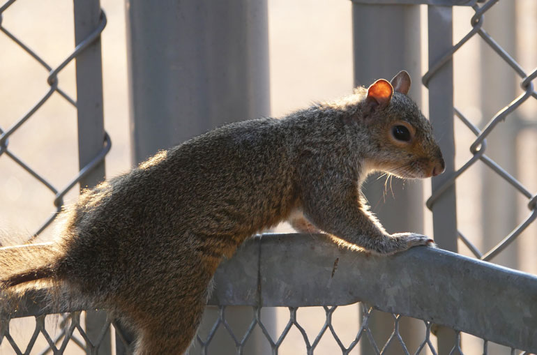 flower-squirrel3