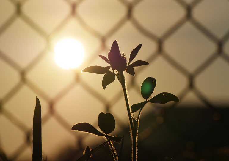 flower-sun