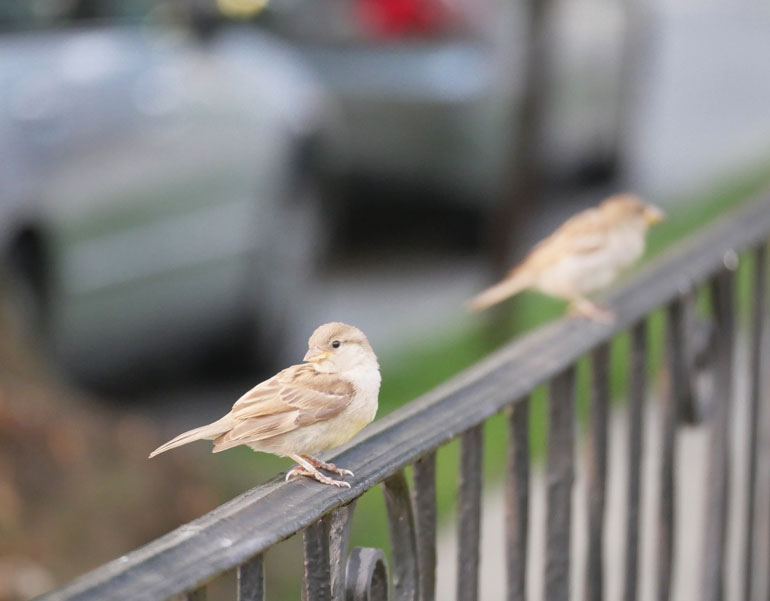 flowerbird