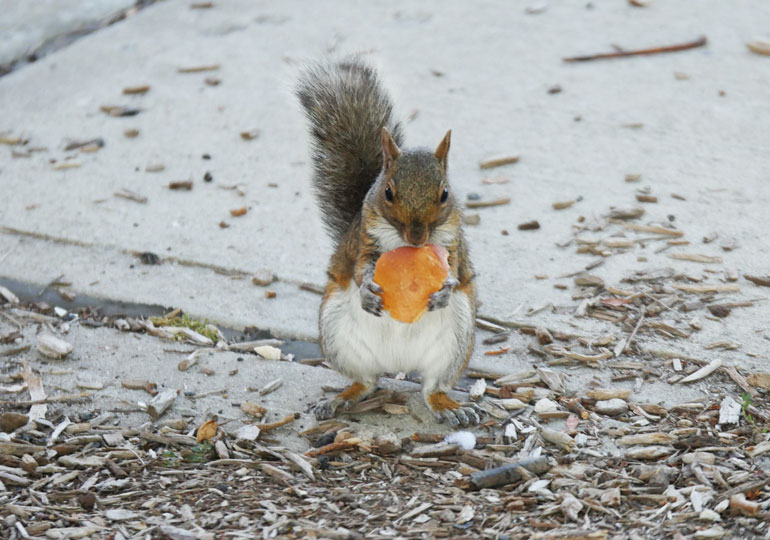 flower-squirrel