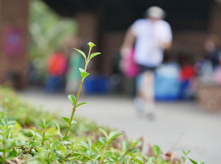 flower-runner