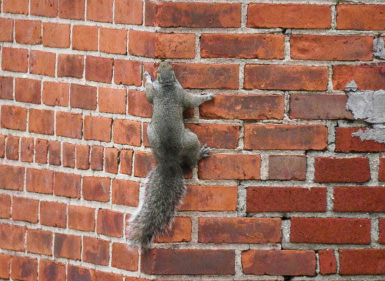 squirrel-1270982