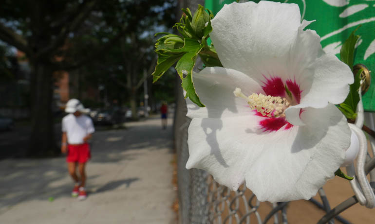 flower atmavir-1390327