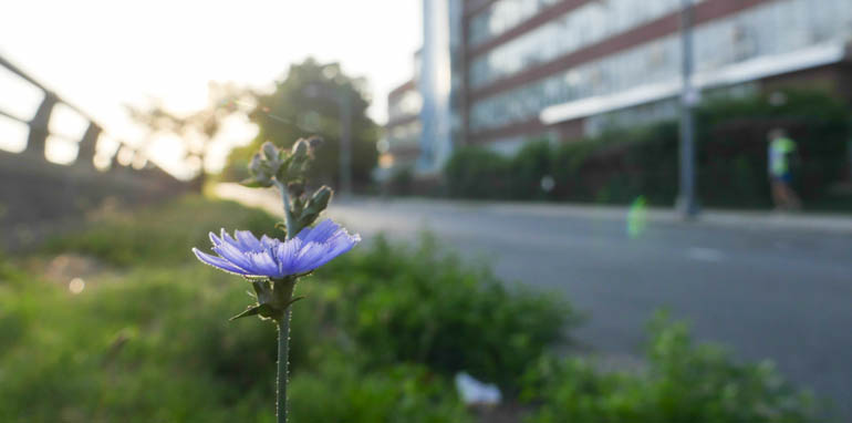 flower final-1320520