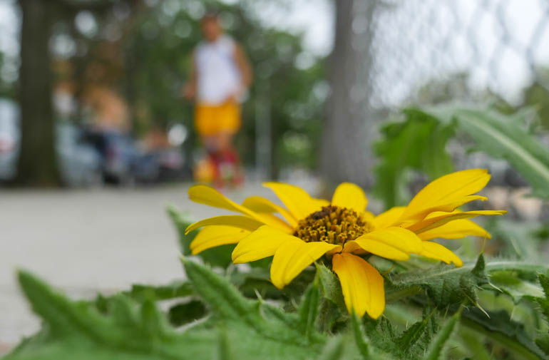 flower atmaivr-1390838