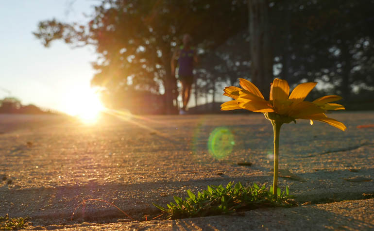 flower baldev-1410615