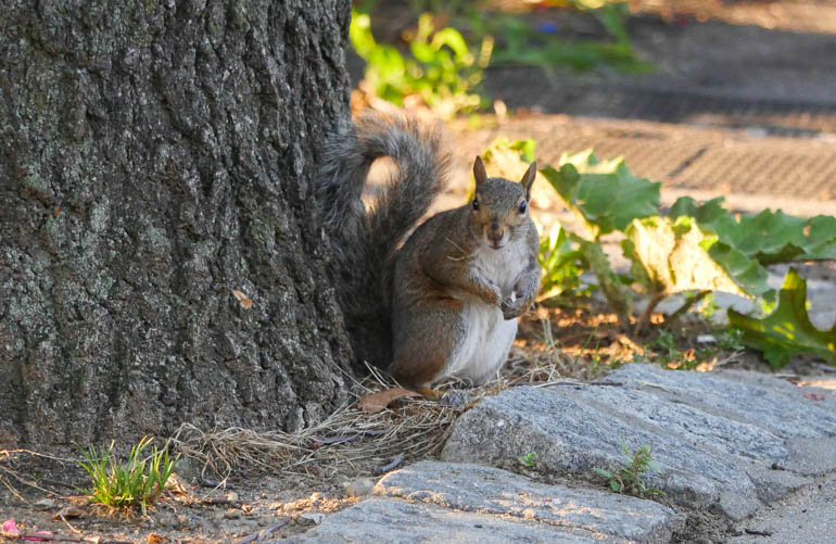 squirrel-1400435